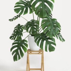 Chậu Cây Monstera